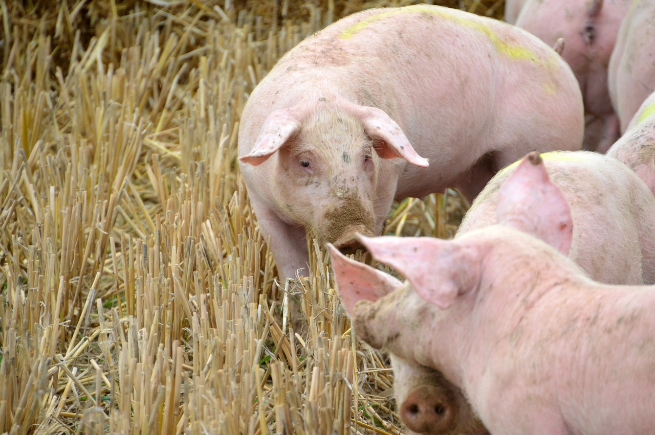 Nauka o żywieniu zwierząt hodowlanych: jak badania naukowe wpływają na rozwój pasz i strategie żywieniowe